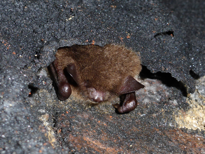 Hibernation Surveys Bedfordshire Bat Group