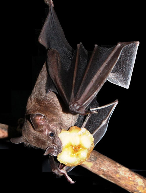 jamaican fruit bat Bedfordshire Bat Group