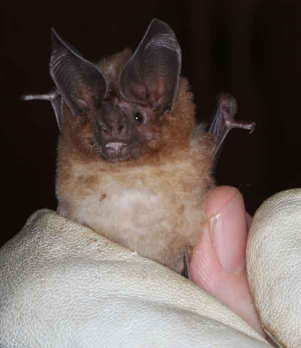 Trinidad Gallery 3 Bedfordshire Bat Group
