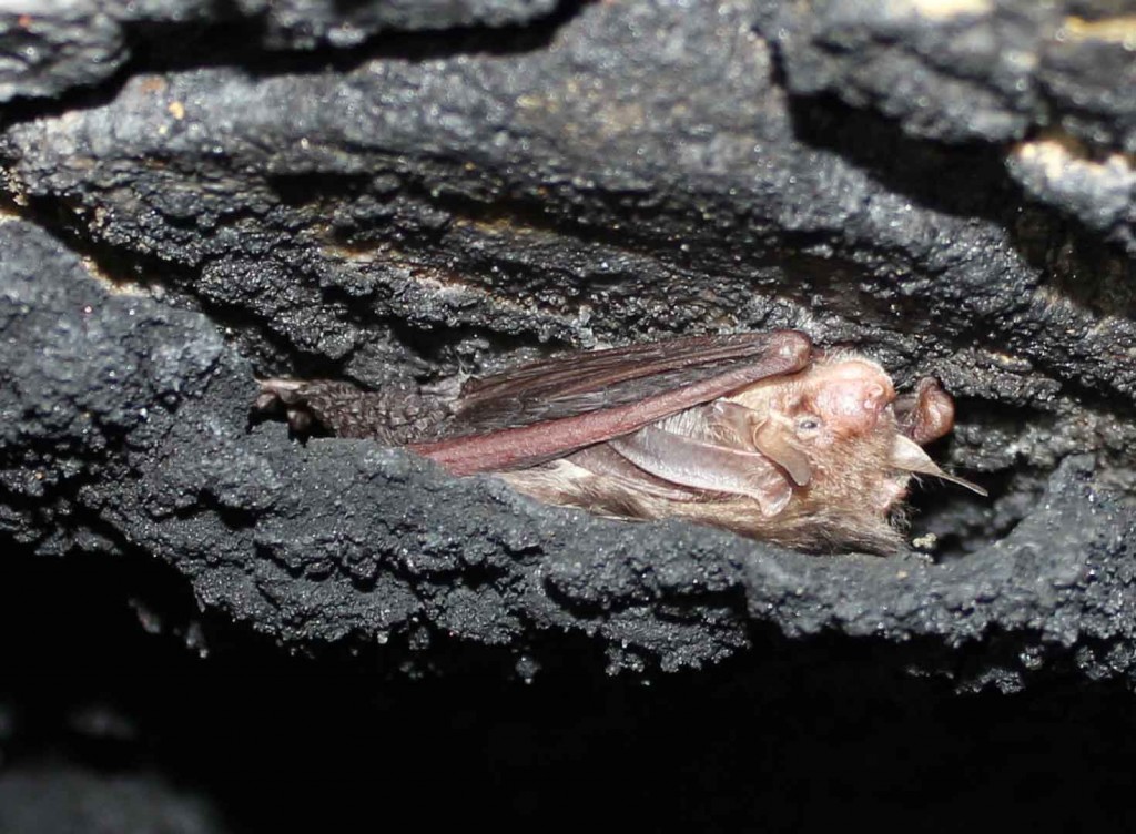 Hibernation survey 1 Bedfordshire Bat Group