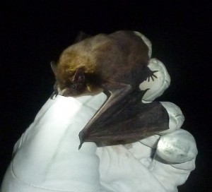 Nathusius pipistrelle Photo Jude Hirstwood