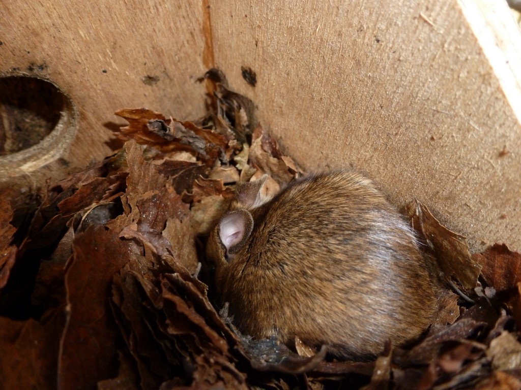 woodmouse