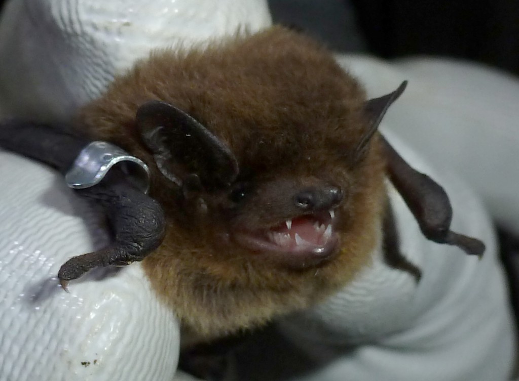Nathusius3 ringcrop