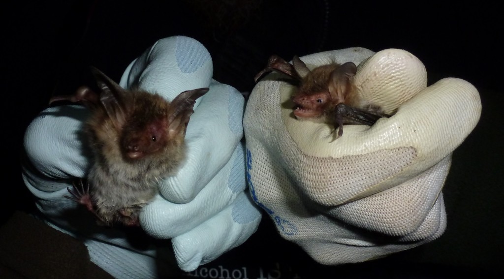 Alcathoe is a tiny bat. Photo (c) Bob Cornes