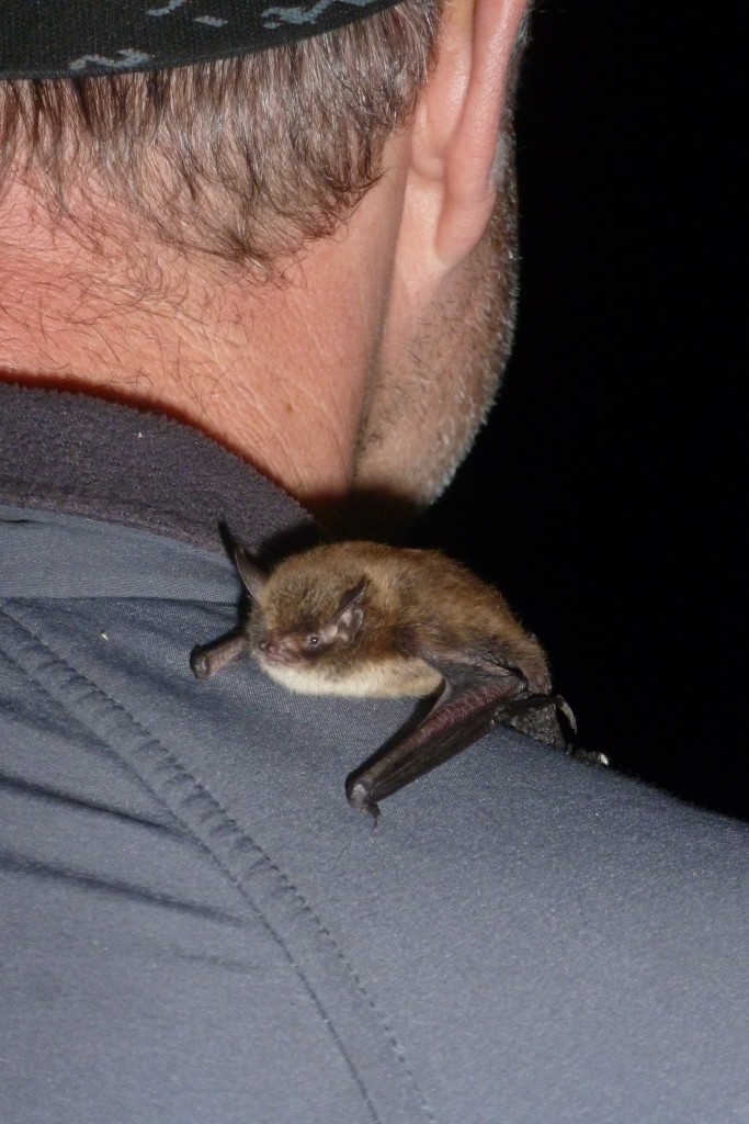 What the welll dressed Bat Group Chair is wearing this year. Photo Jude Hirstwood