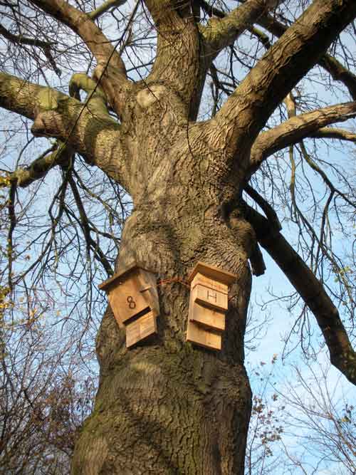 Bat boxes Bedfordshire Bat Group