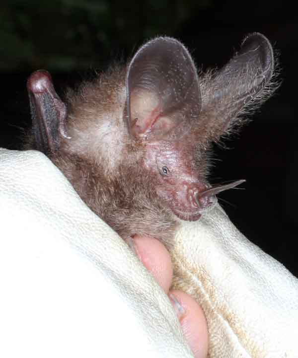 micronycterismegalotis Bedfordshire Bat Group