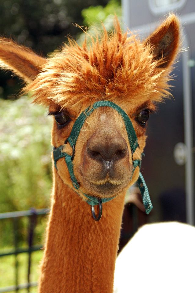 alpaca