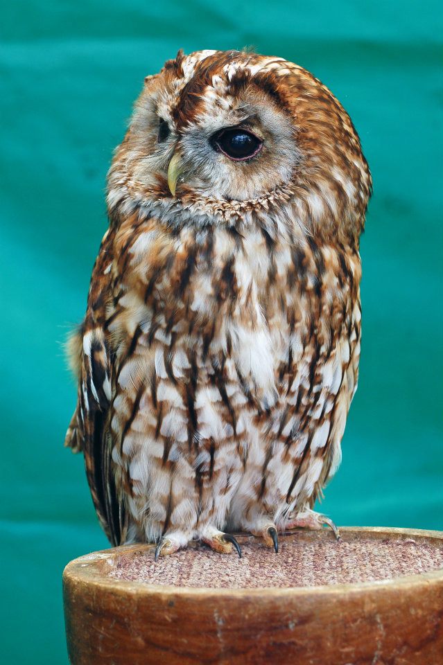 owl