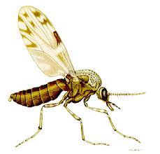 non biting midges