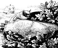 serotine gleaning