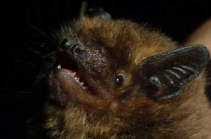soprano pipistrelle Photo Jude Hirstwood( picture taken elsewhere)