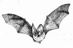 . Drawing of a brown long eared bat catherinebeazley.com -