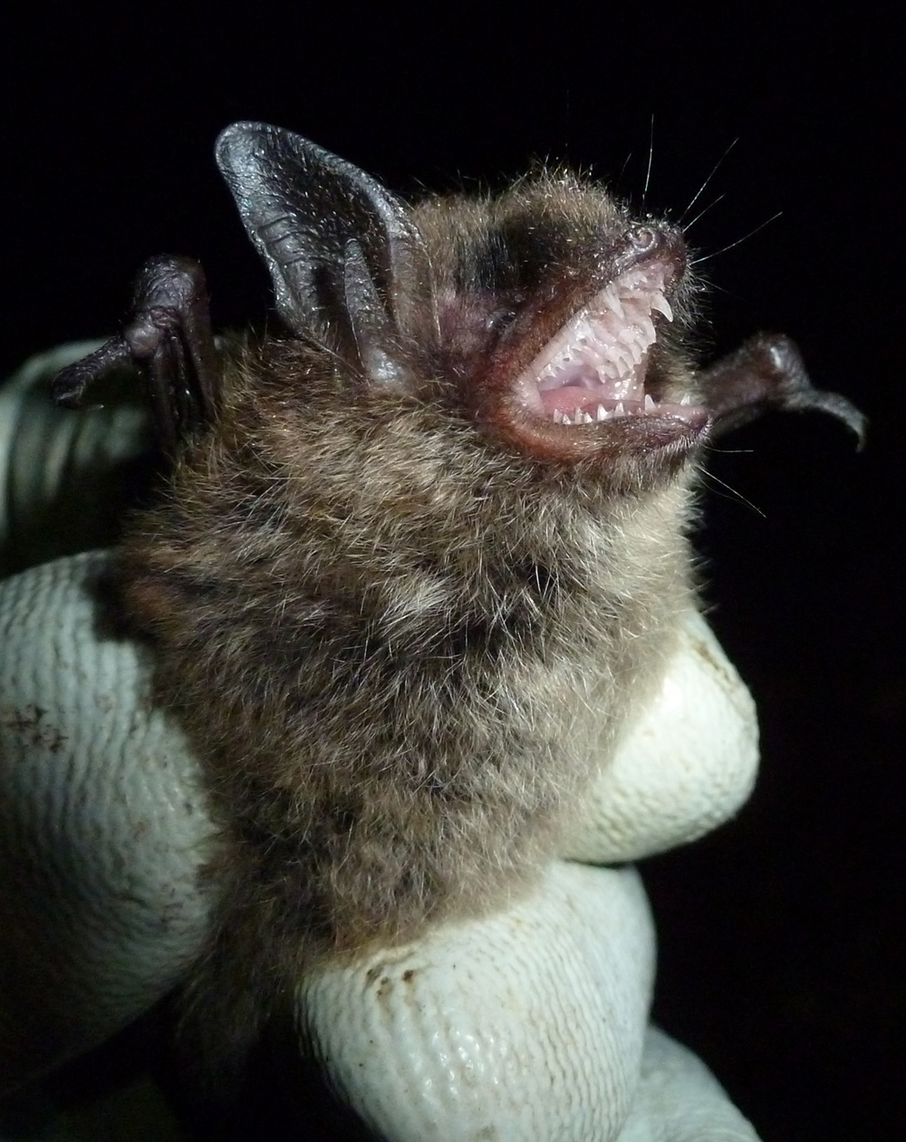 Another Brandt’s at Kings Wood. | Bedfordshire Bat Group