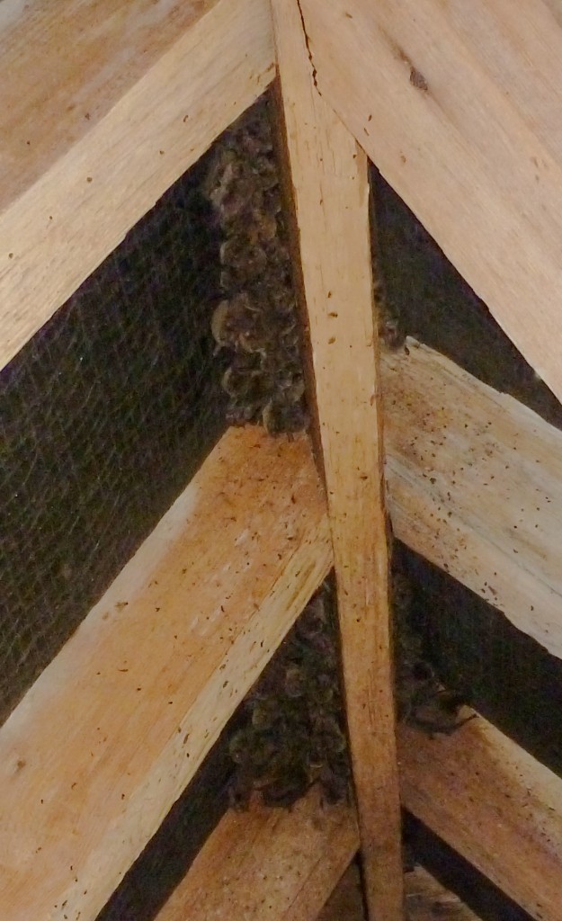 Soprano pipistrelles roosting in a roof space. Bob Cornes
