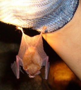 Bumble bee bat Photo Daniel Hargreaves