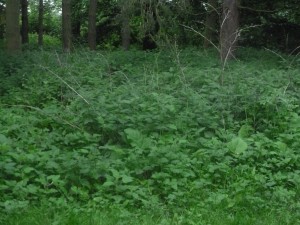 NETTLES (1)