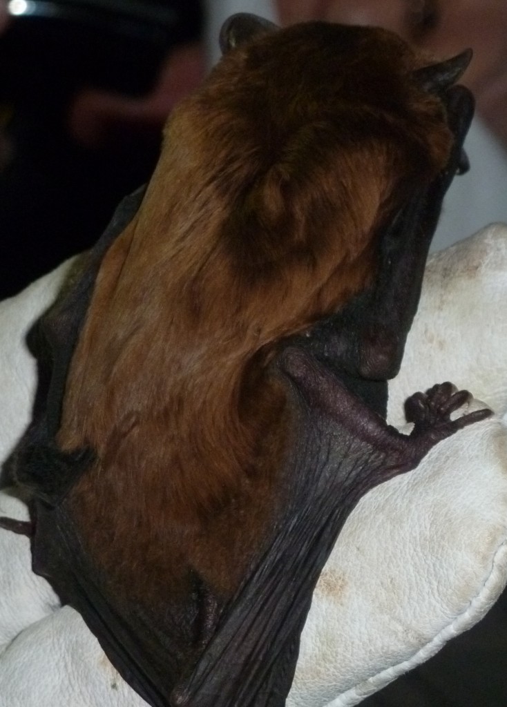 Noctule deciding Phil's glove is the place to be. Photo Jude Hirstwood