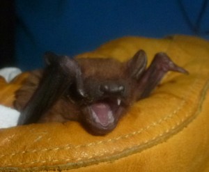 noctule