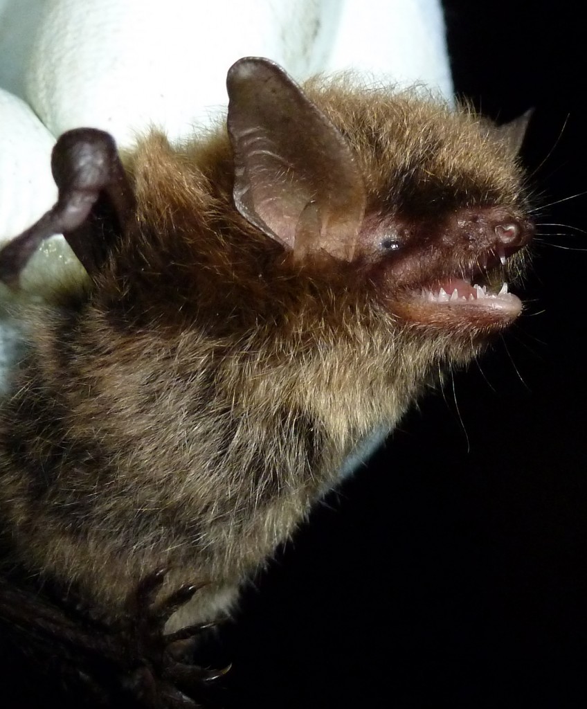 Brandt's bat .Photo Bob Cornes