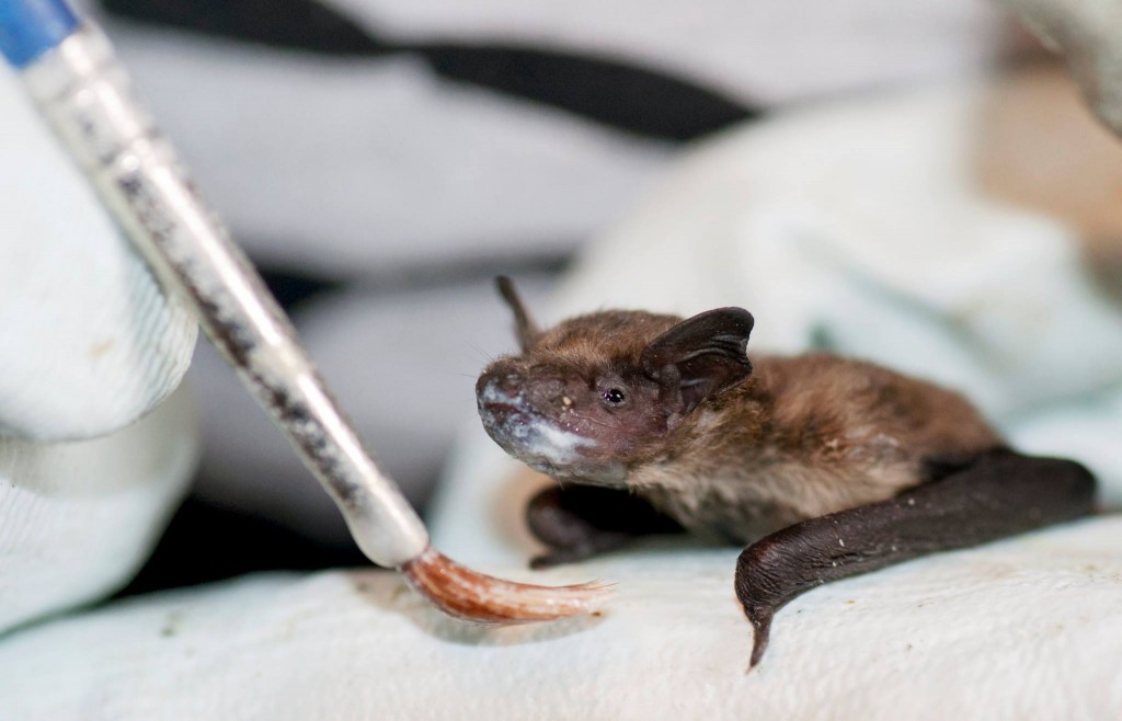 Young pipistrelle pup feeding. (c) Hedj Dollman