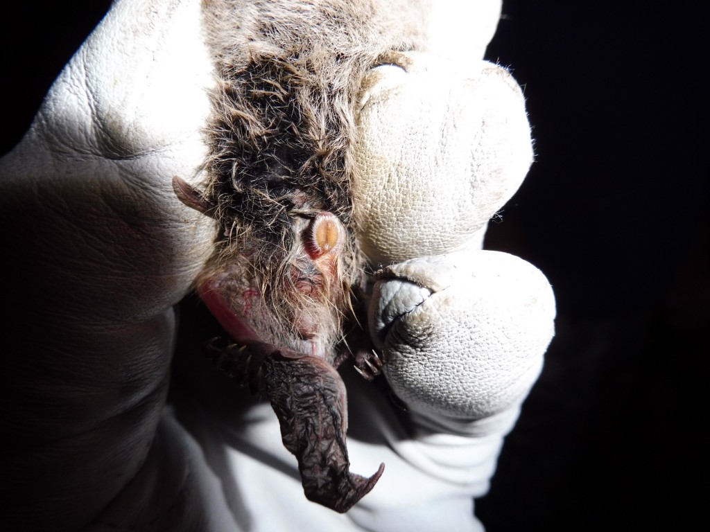 Male Nathusius Photo Bob Cornes