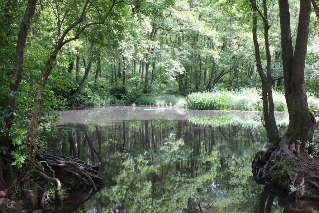 black pond