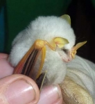 Ectophylla alba (4).jpg