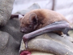martin's noctule.jpg