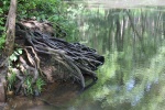 crop oak wood root.jpg